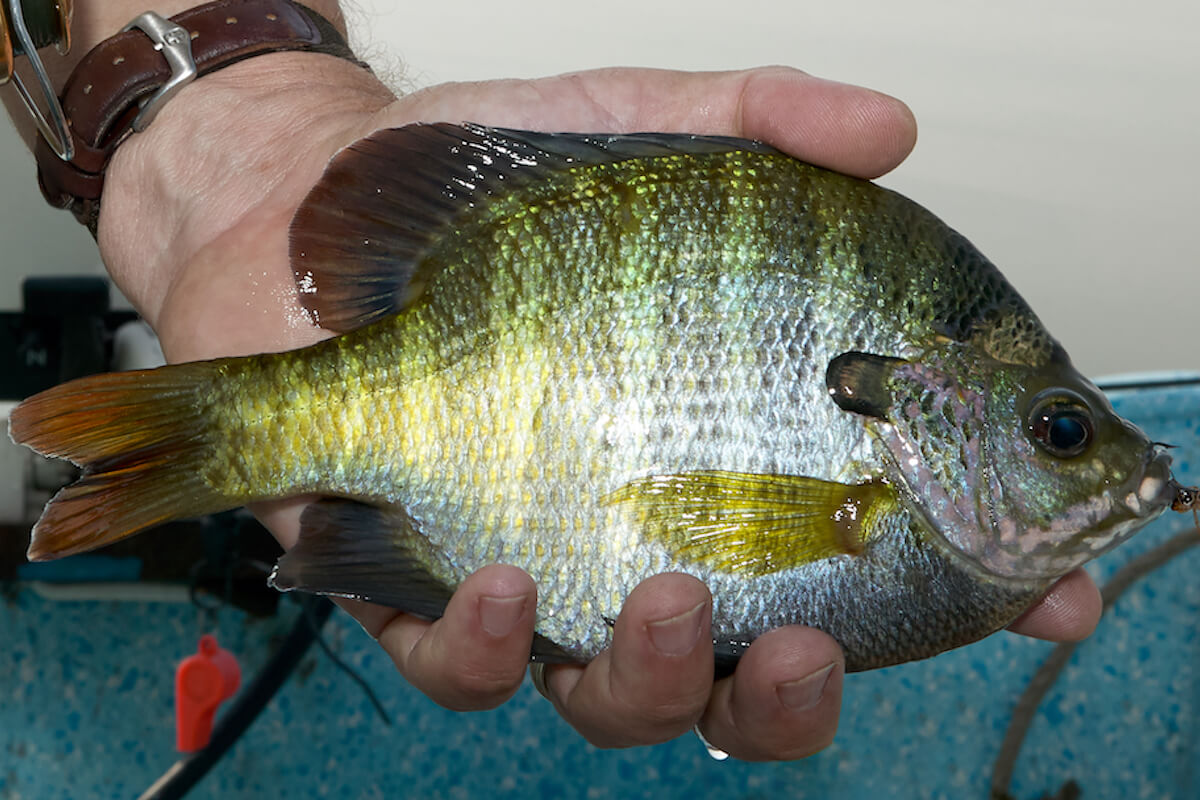 thumbnail image 2 of Killer Jigs 2" Bluegill Minnow Tubes – Hollow Fat Belly, 2 Pack, Freshwater Panfish Baits 2 of 2