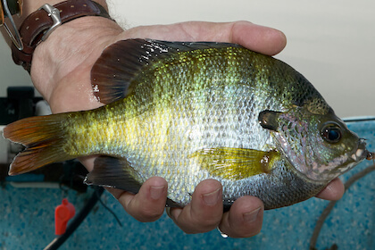 How to fillet and pan-dress crappie, bluegills and other panfish