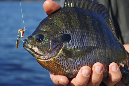 Spin to Win: Panfish Secrets for Catching Limits on Spinners