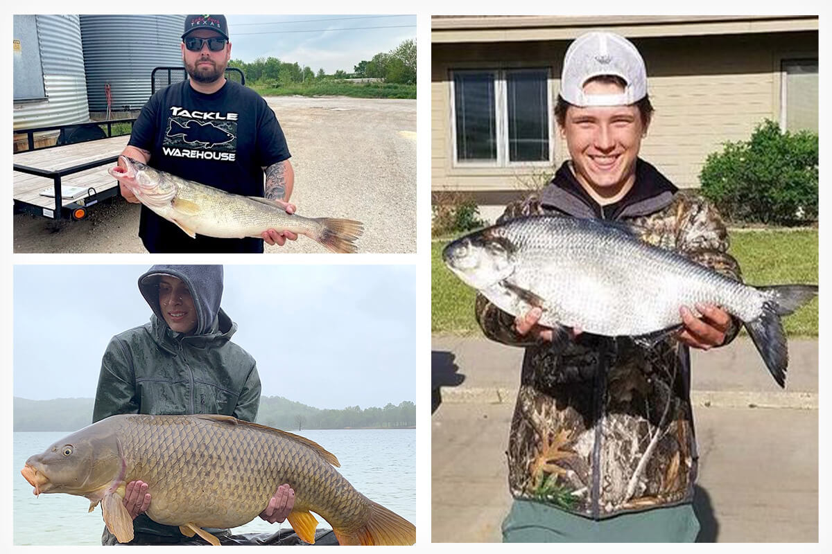 State Records: Trotline Walleye, Uncommon Carp, Arrowed Gizzard Shad