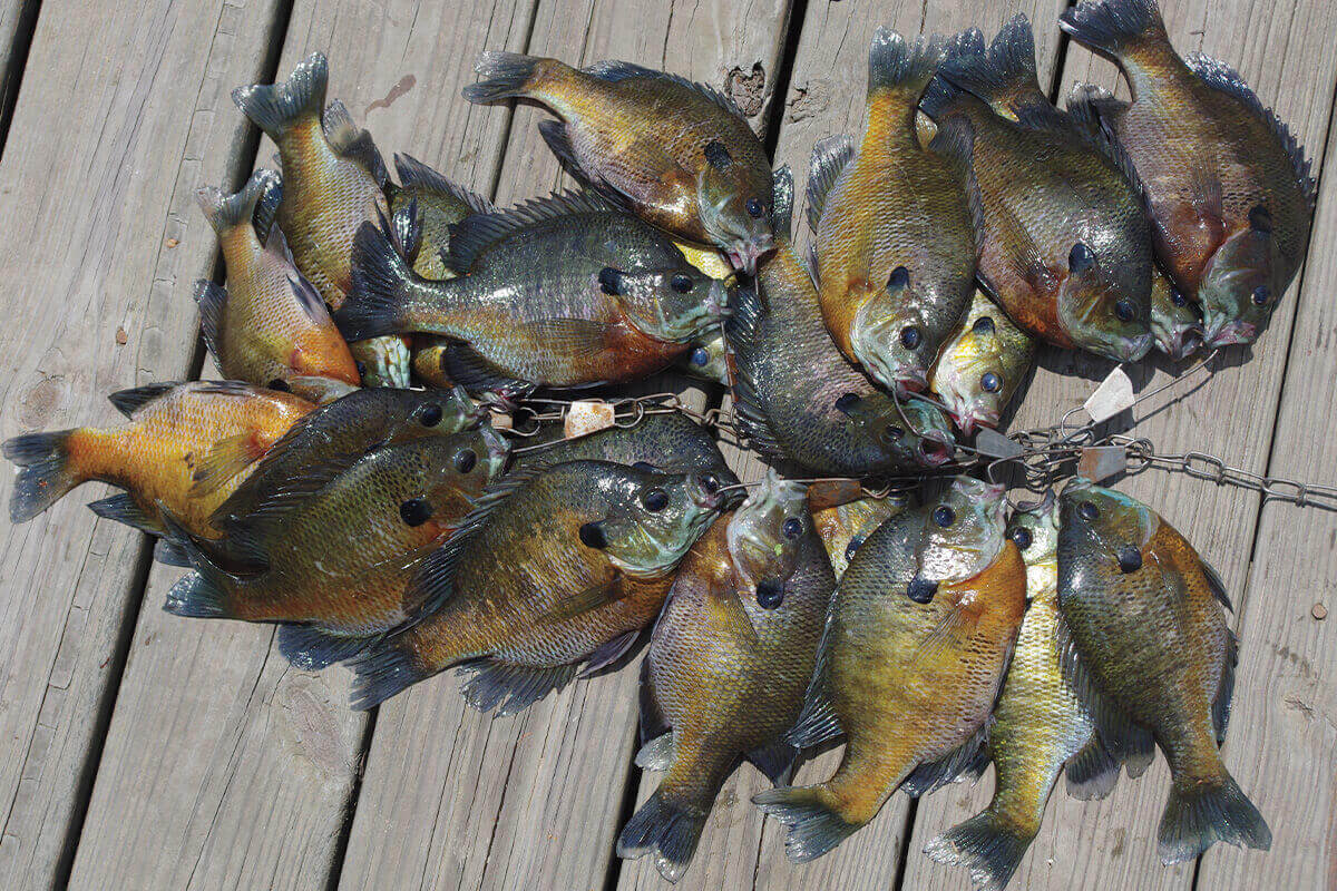 4 Hot Target Areas for Summer Panfish