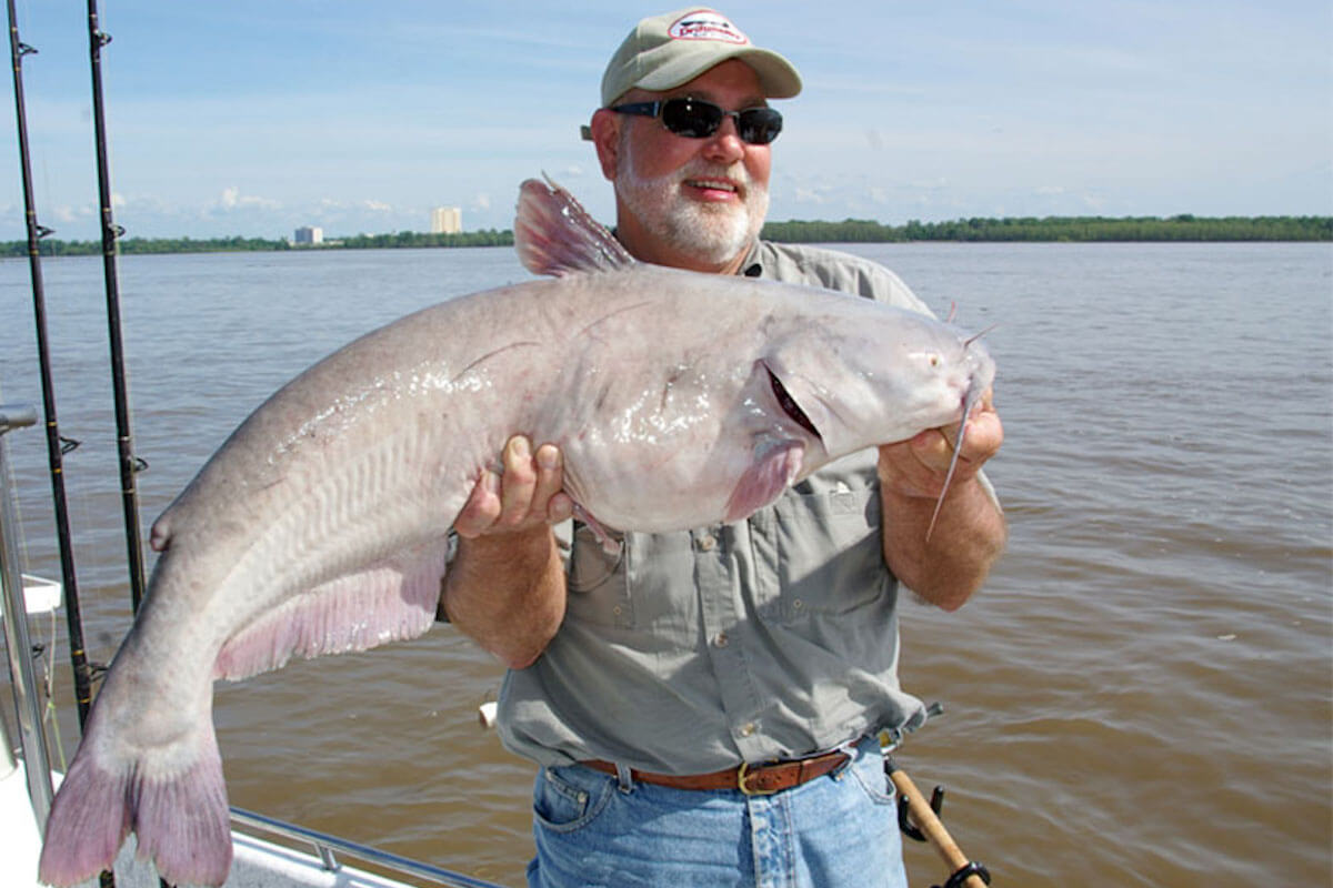 Tangling With Catfish Vs. Battle Cat Vs. Meat Hunter Action Test 