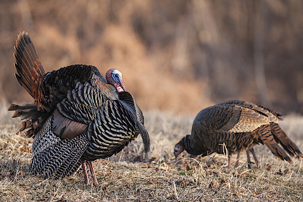 Talk to the Hen to Bring Gobblers into Range