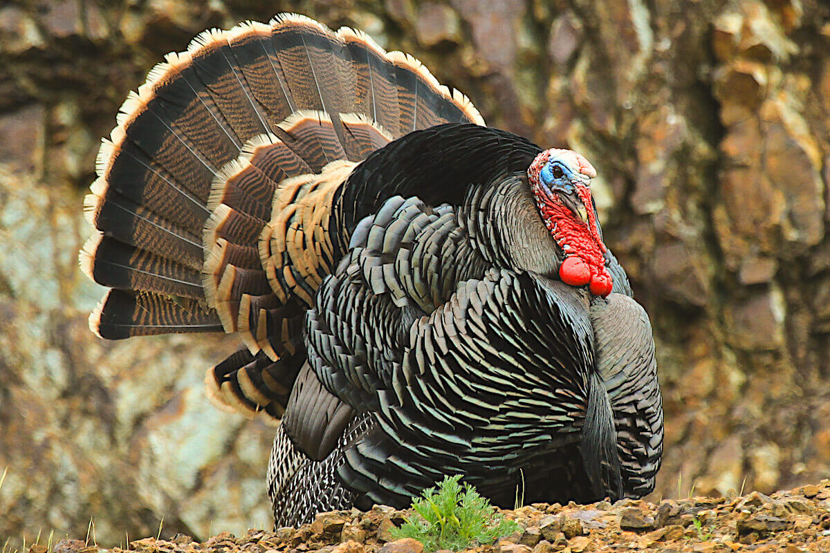 5 Spring Turkey Vocalizations & When to Use Them