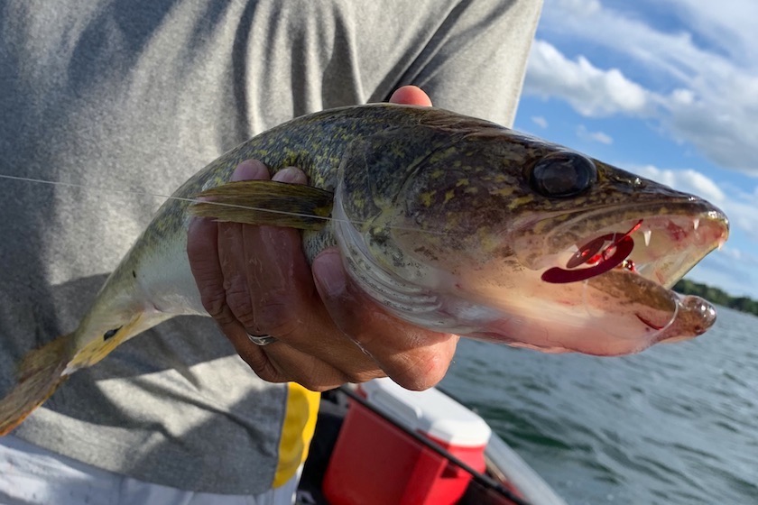 Hot List: New Baits & Rigs for Summer Walleye Fishing