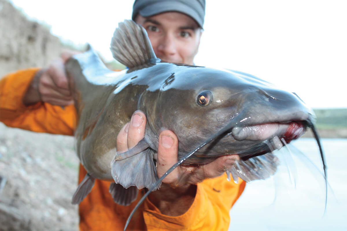 Western Whiskerfish: Trophy Flatheads, Channels, Even Blues