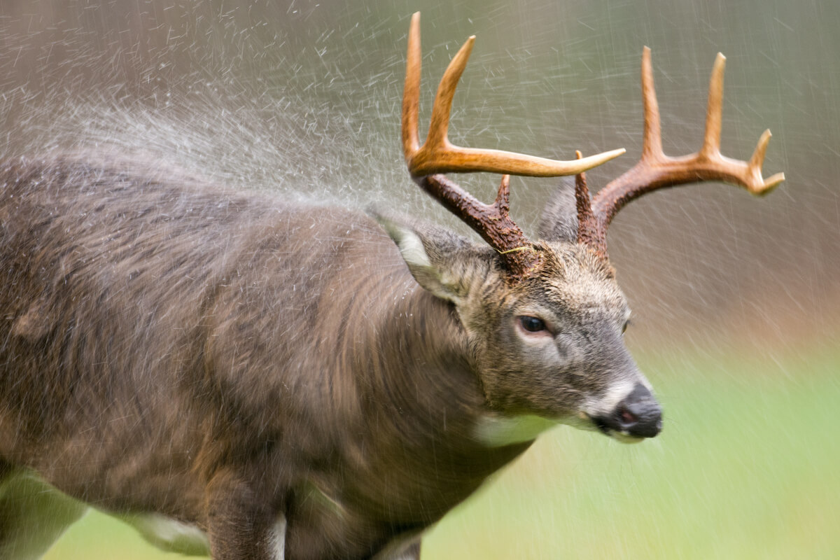 Hunting Whitetail Deer in the Rain: How Rain Affects Deer Behavior