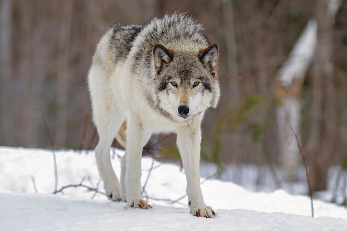 Wolves at the Door: The Hot-Button Issue of Wolf Management