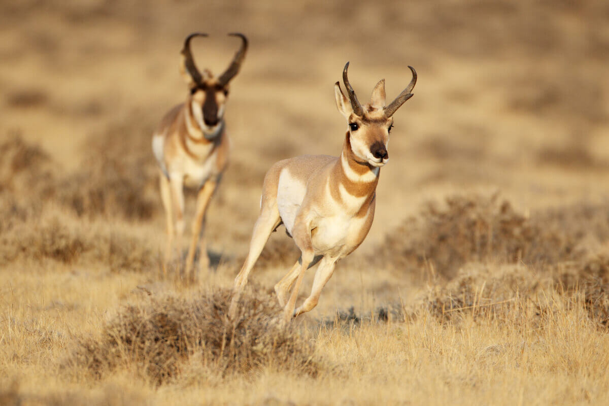 Pronghorn Perseverance: When Hunt Goes Off the Rails in Blink of an Eye