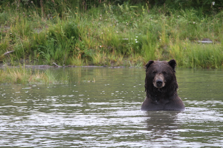Alaska Re-Considers Bear Hunt Closure for Residents: COVID-19