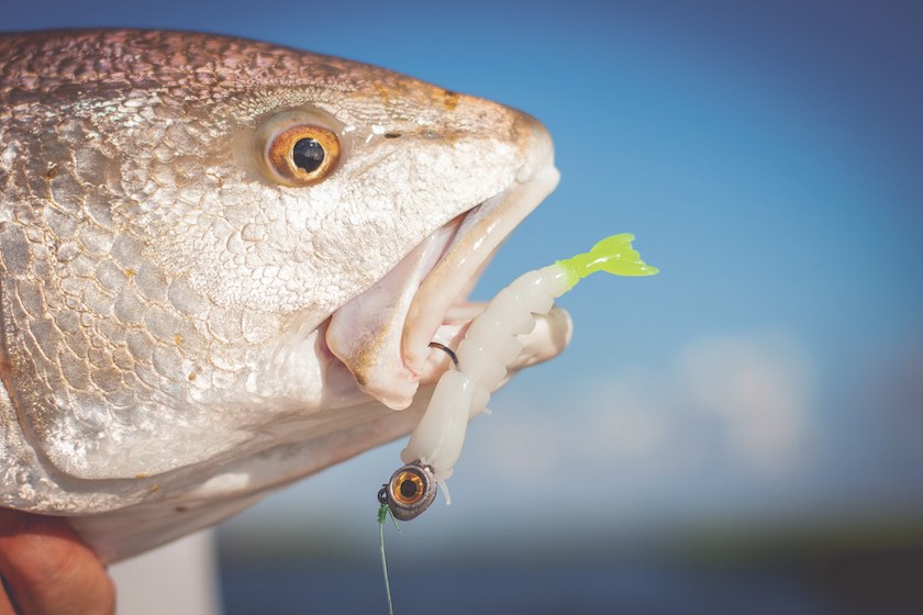 Fishing Shrimp Saltwater, Salt Shrimp Fishing