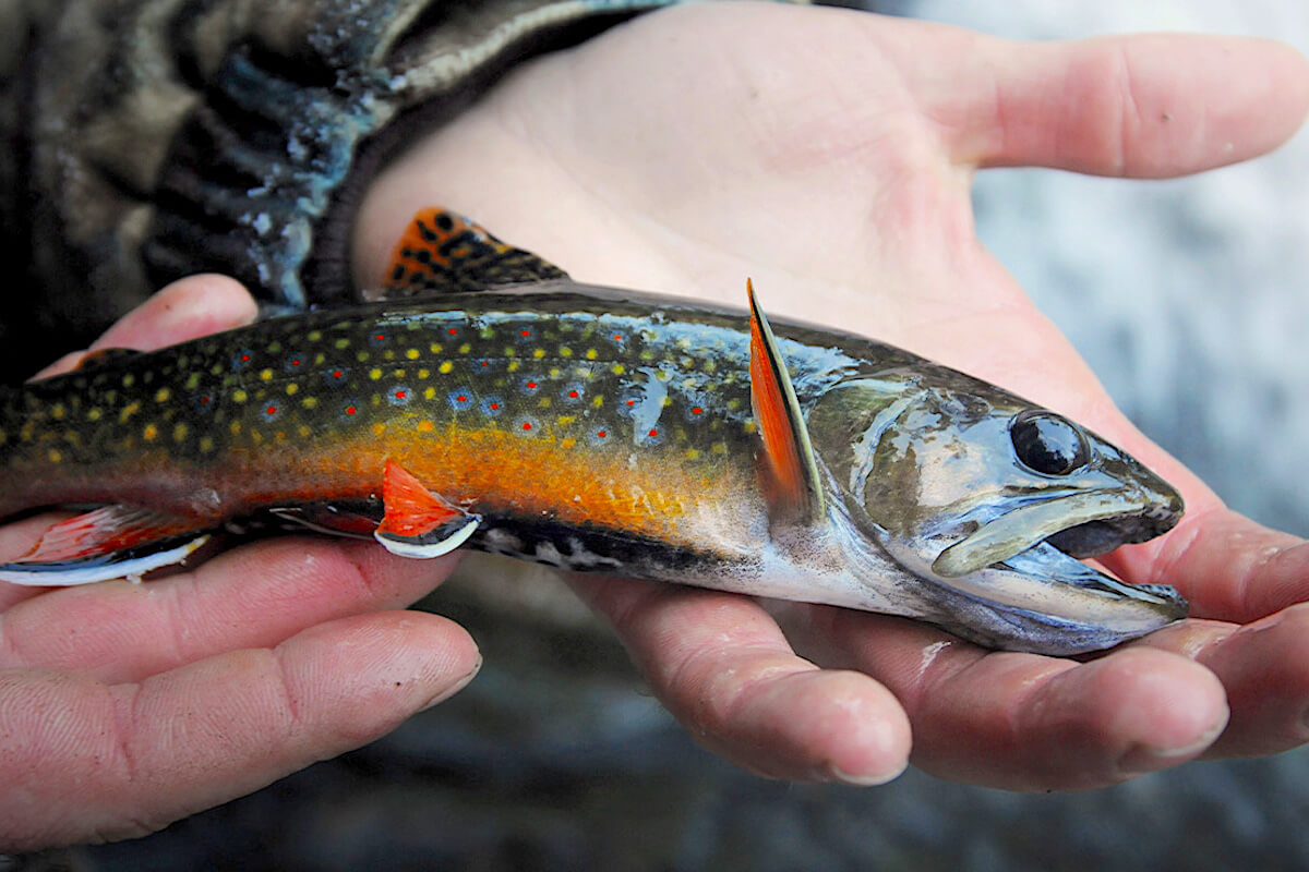 Take a Backcountry Adventure for Native Eastern Trout