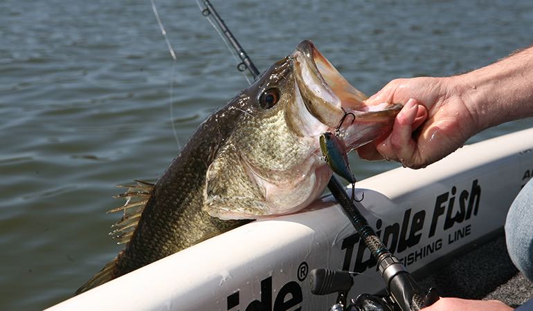 How Well Do You Know Black Bass?