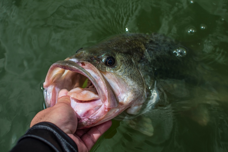 The Quintessential Guide to Summer Cranking for Bass