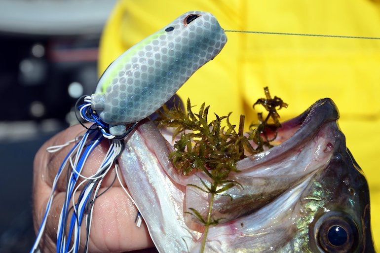 Summer Lure Choices for Thick-Grass Bass