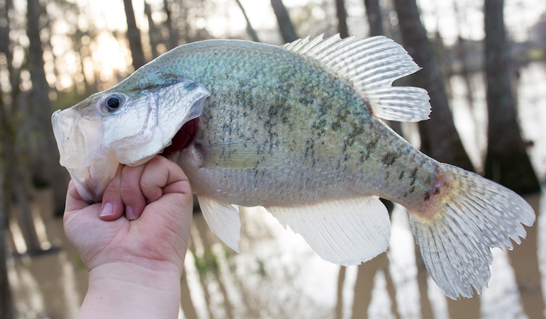Cold Water, Hot Action for Crappie