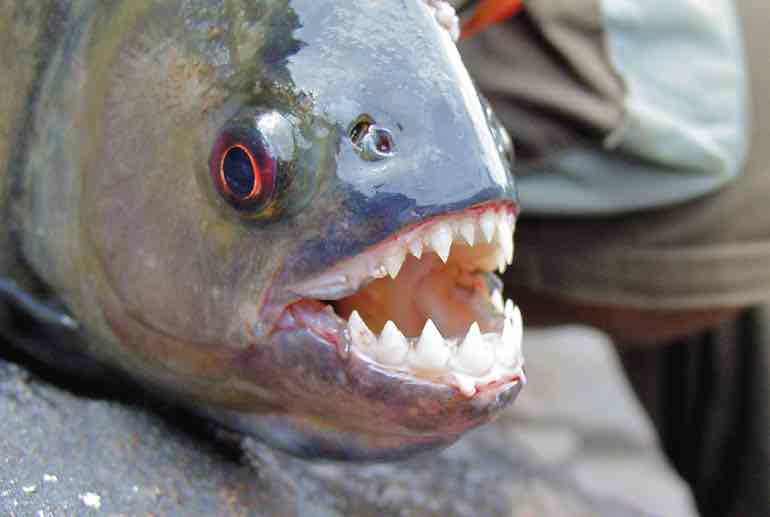 8 Fish with Teeth You Don't Want to Lip - Game & Fish