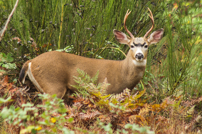 Blacktail Deer: Hunting for Freezer-Fillers