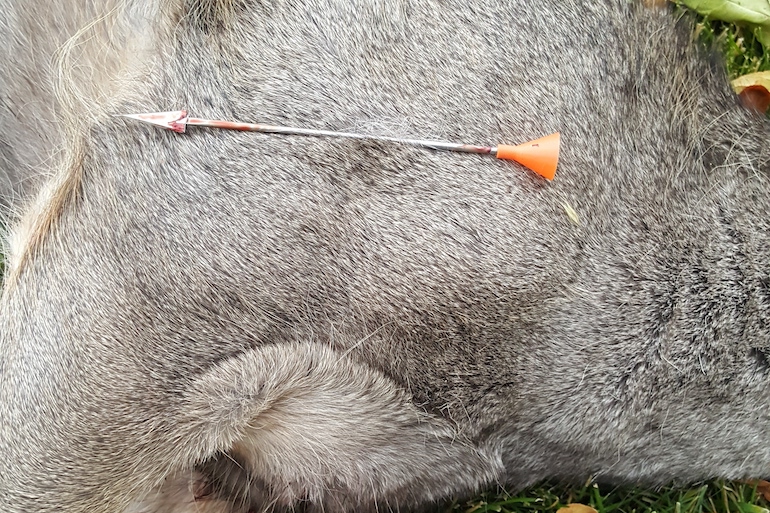 Oregon Investigates Blow-Gun Dart Deaths, Injuries of Mule Deer