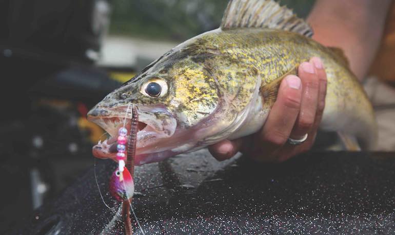 How to Fish Bottom Bouncers for Walleye - Game & Fish