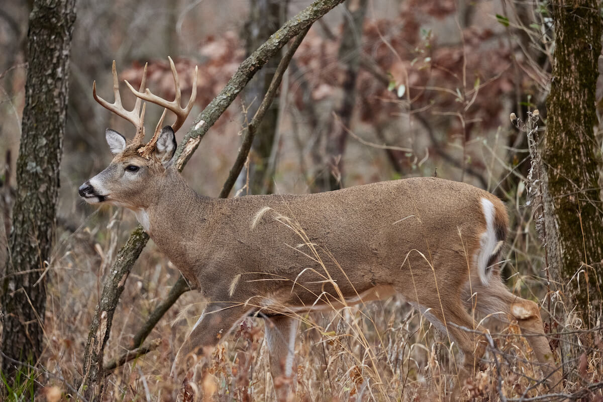 Bucks in the Bottoms: Tactics to Intercept Whitetails in Low Areas