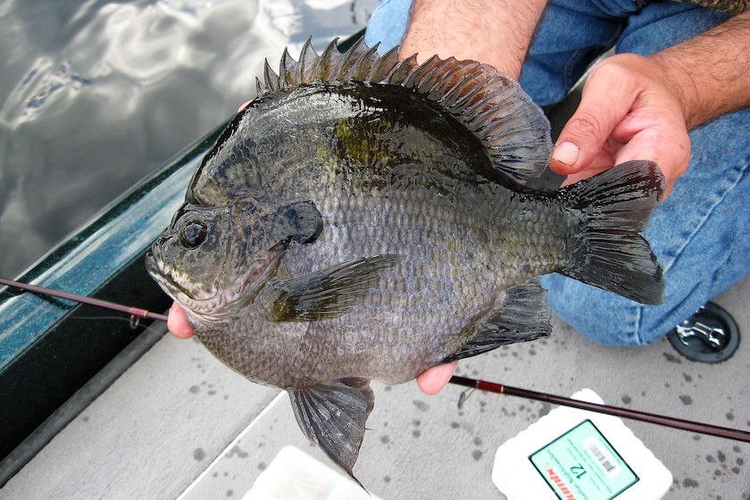 Go Deep to Target the Biggest Bedding Bluegills - Game & Fish