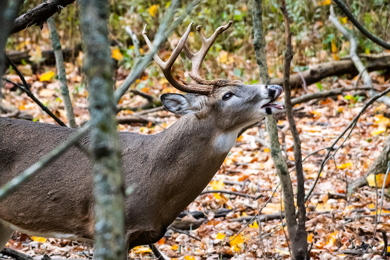 Calling All Deer: Right Call at Right Time is Key to Luring Bucks