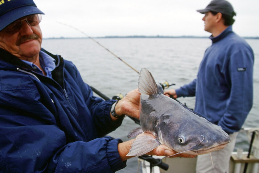 Catch the Drift? Go Anchor-Free for Summer Catfish