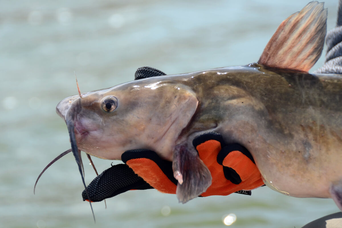 Channel Catfish Chowdown