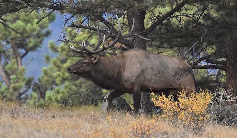 Your Colorado Elk Hunting Game Plan