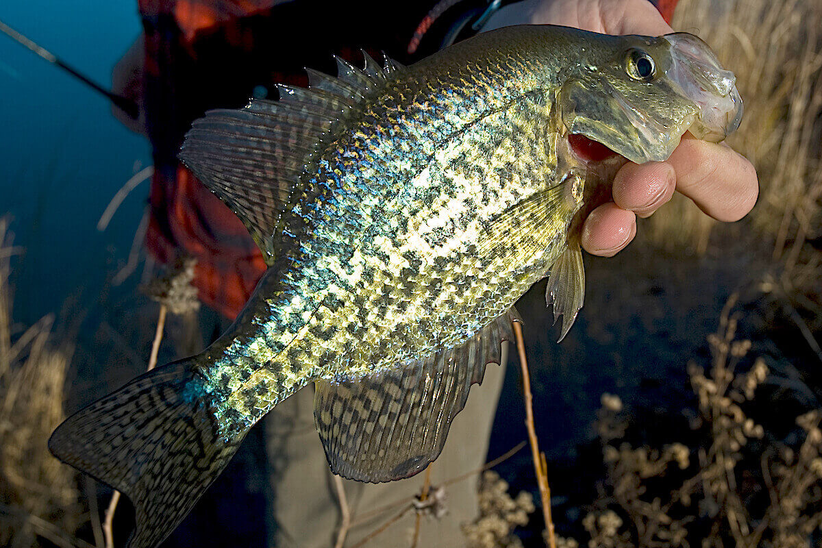 Color-Coded Crappie: Choose Your Bait Options Wisely