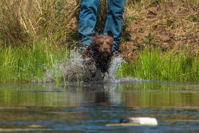 Hunt Dogs: There Is No Off-Season for Healthy, Productive Bird Dogs