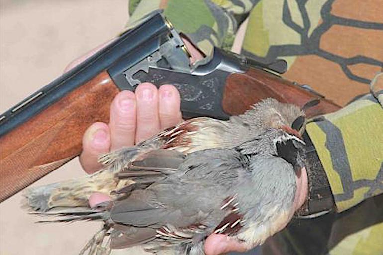 A Dog-Less Pursuit: 9 Tips to Bag Quail Without a Dog - Game & Fish