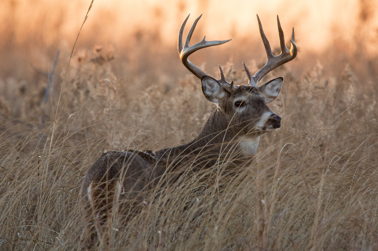 Avoid These 10 Mistakes During the Deer Rut