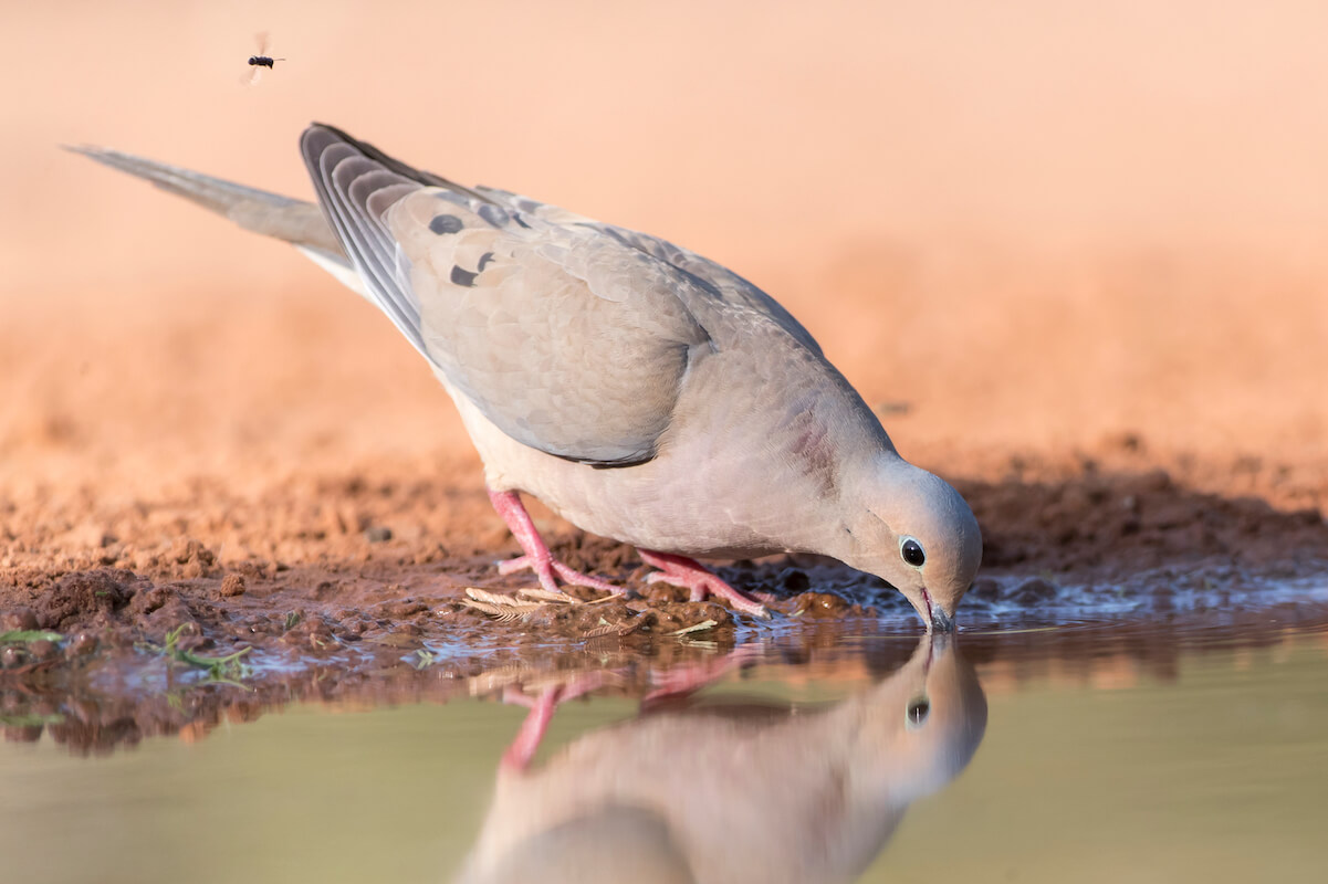7 Keys to Effectively Hunt Waterholes for Doves