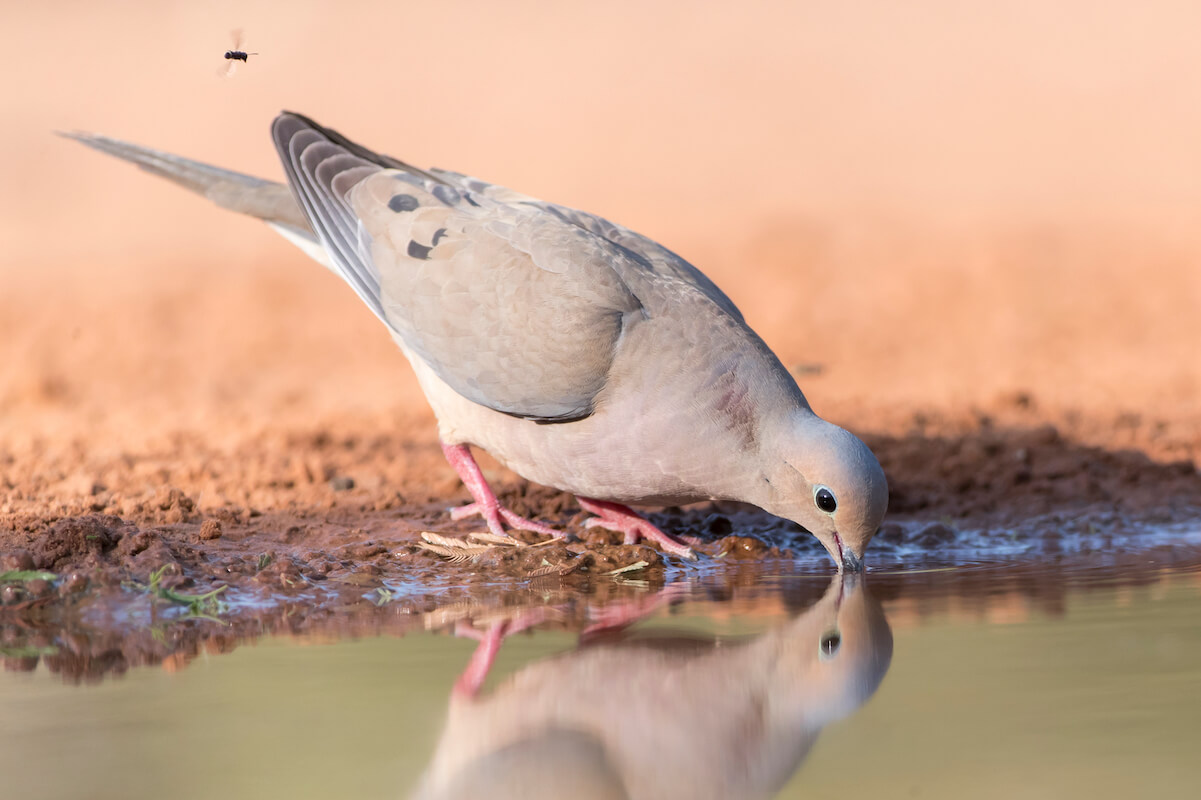 2022 Guide to Dove Hunting Essentials