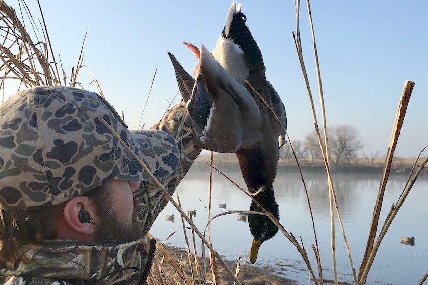 Down Year for Ducks? North Dakota Brood Survey Says So