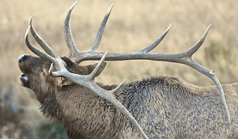 Pattern Perfectly for Big Elk Hunting Reward