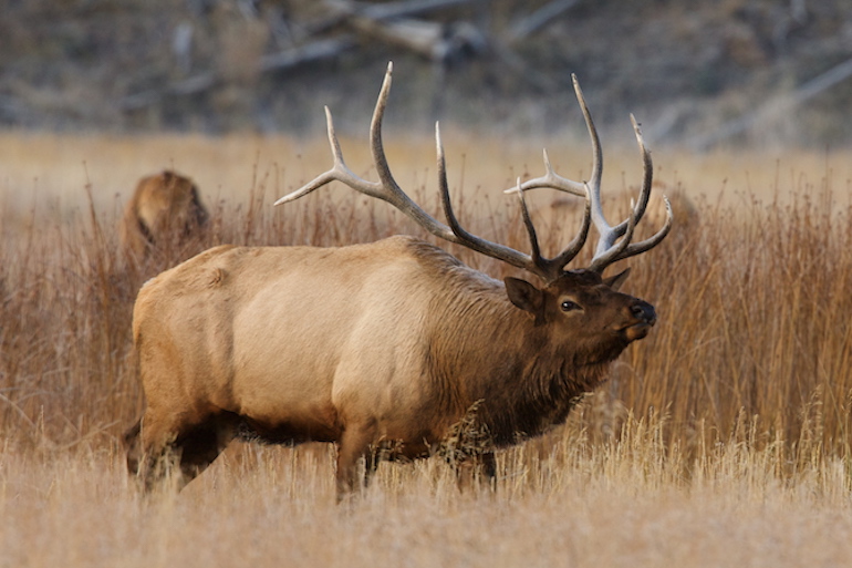 The Great Western Elk Divide