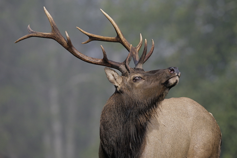 Oregon Bowhunter Killed in Rare Elk Attack