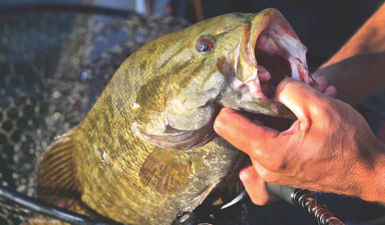 Lake Erie Smallmouth Fishing with a Keitech Swing Impact Fat Swimbait! Best  Smallmouth bass Bait! 