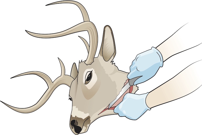 How to Do a European Deer Mount Without Boiling 