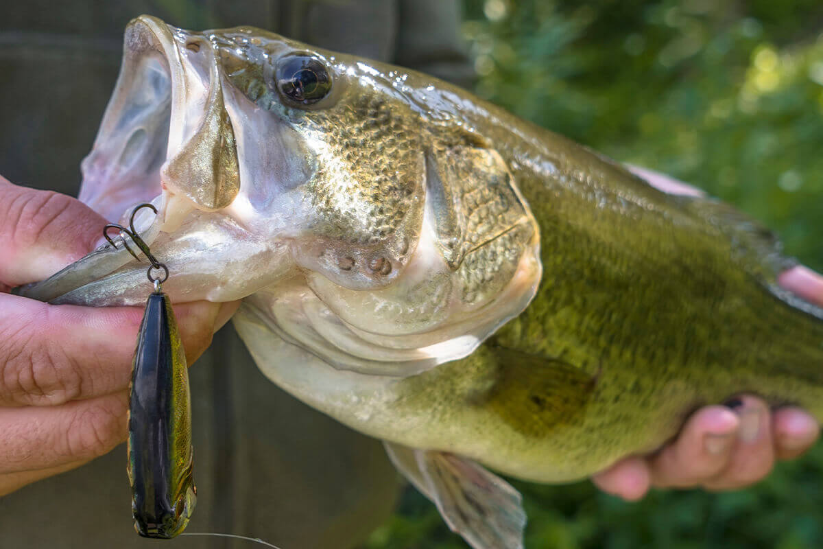 Why Crankbaits Are Great for Chasing Fall Bass - Game & Fish