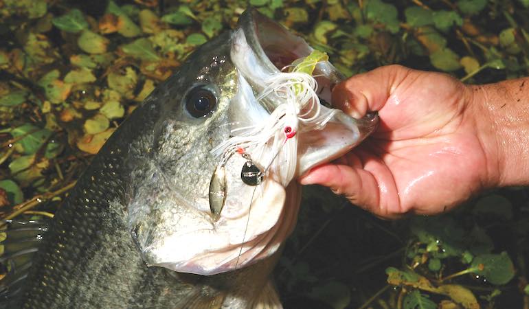 Best 4 Search Baits For Fall Bass