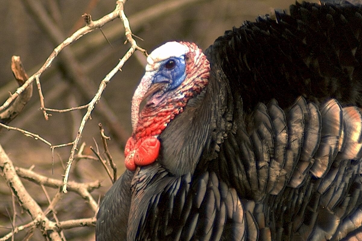 5 Fallacies About Fall Turkey Hunting