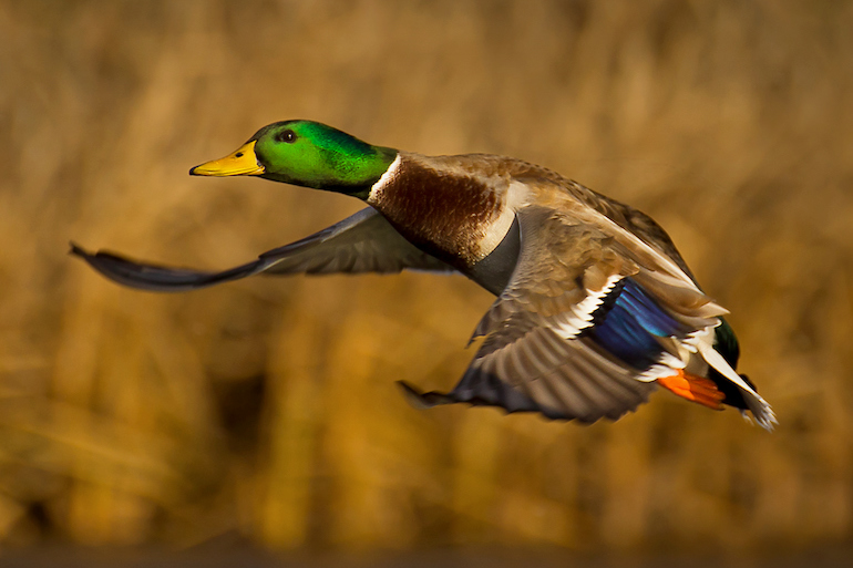 Fatal Attraction: 4 Decoy Spreads to Pull in More Ducks, Geese