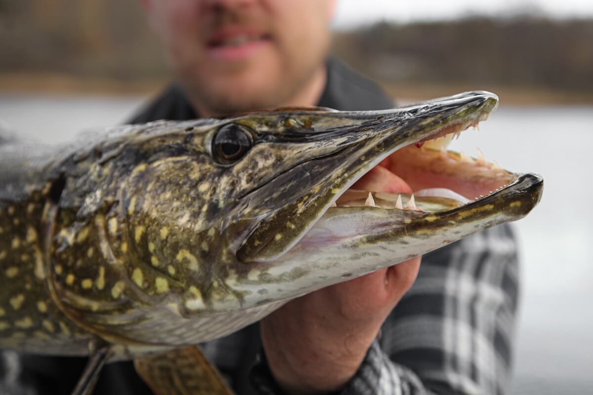 On the Prowl for First-Strike Northern Pike