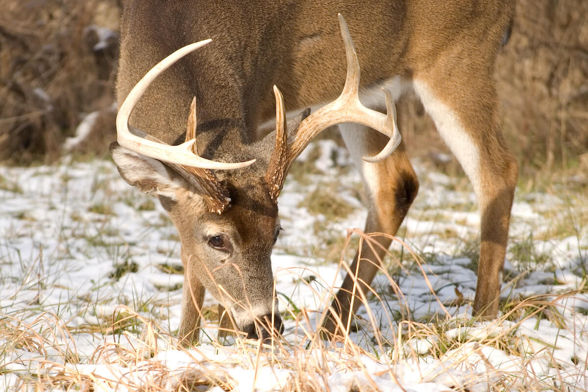 Focus on Food After the Whitetail Rut Fades