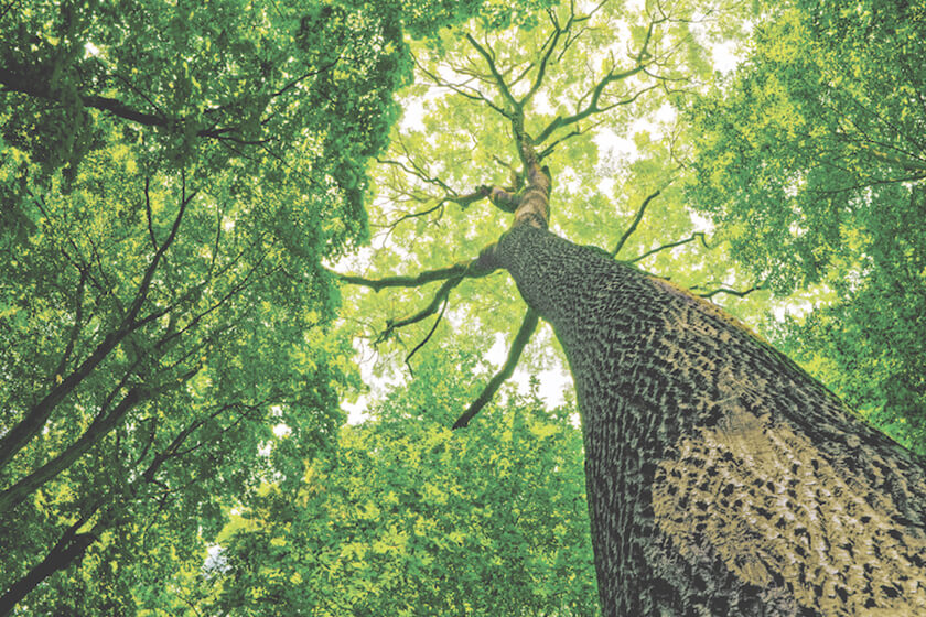 Conservation Perspective: Healthy Forests for the Trees
