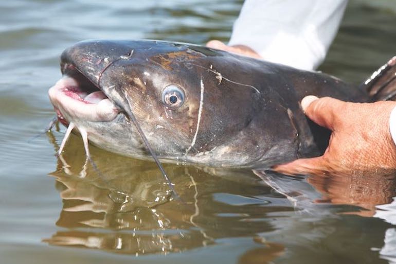 'Grocery Baits' for Giant Catfish